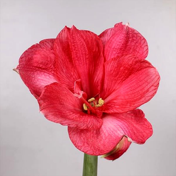 Hippeastrum Bolero (Bunch of 10)