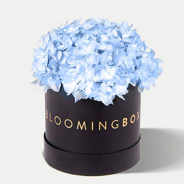 Hydrangea Box Small