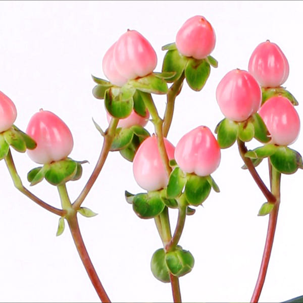 Hypericum Coco Casino (Bunch of 10)