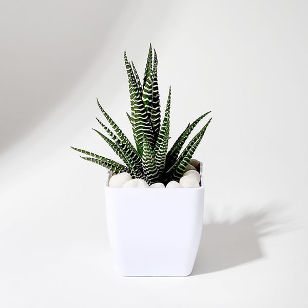 IGP-Haworthia Succulent