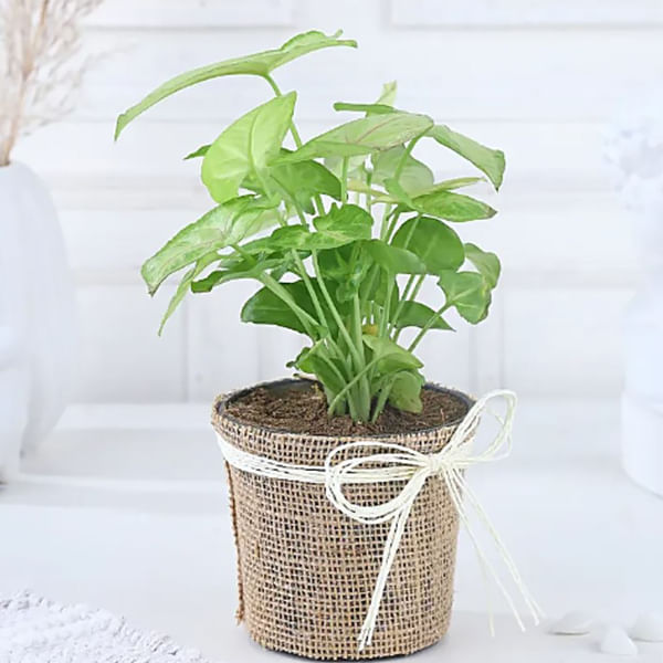 IGP-Perfect Balance Syngonium Plant