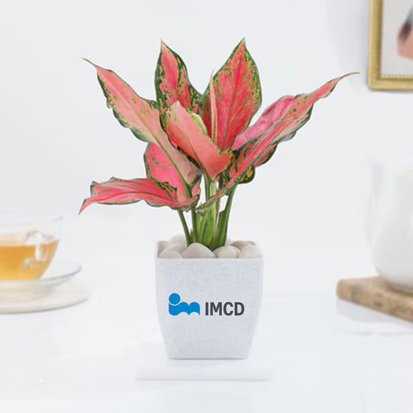 IMCD Aglaonema Pink Beauty Plant