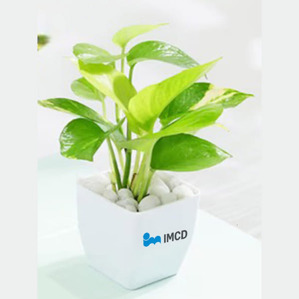 IMCD Money Plant