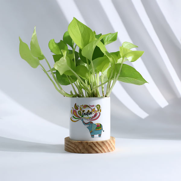Independence Day Money Plant And Planter