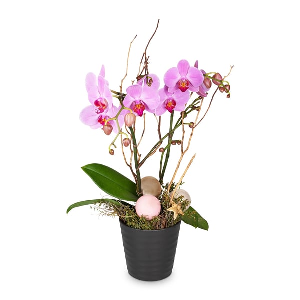 Indoor plant 'Magical Noble' orchid