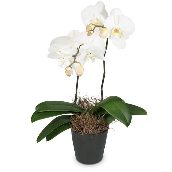 Indoor plant White Dream orchid