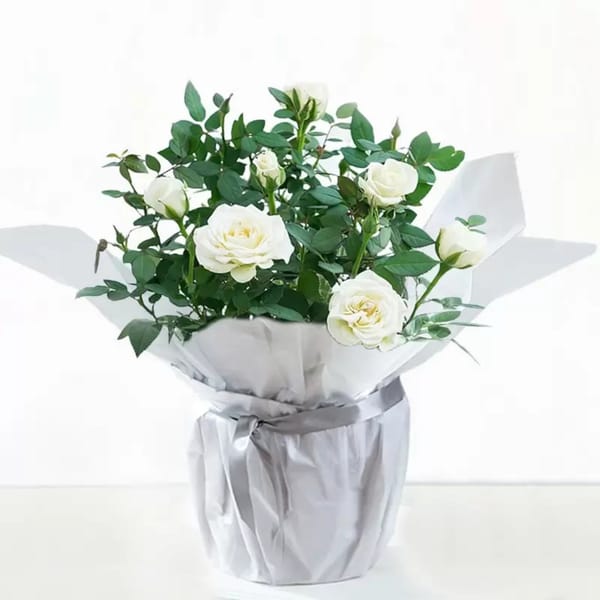 Ivory Whisper Rose Christmas Plant
