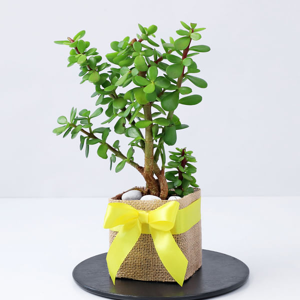 Jade Plant