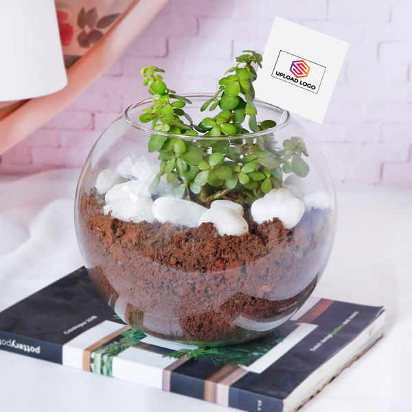 Jade Plant in Round Glass Vase