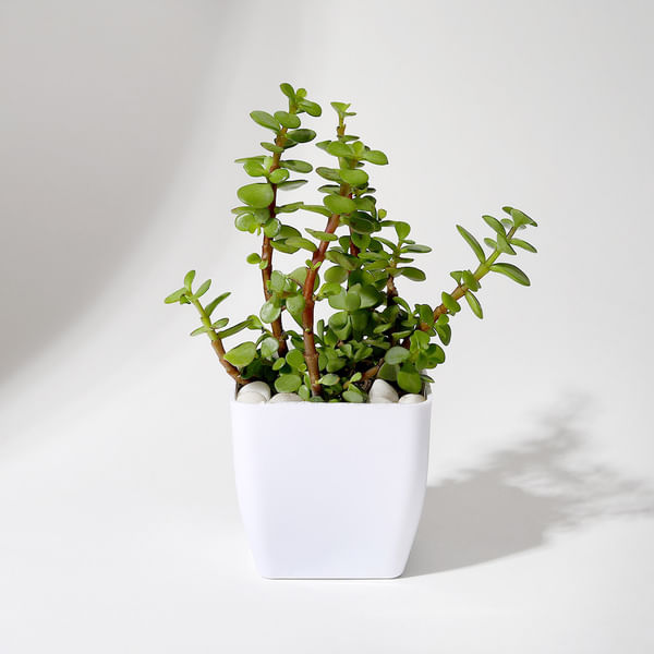 Jade Plant With Plastic Pot