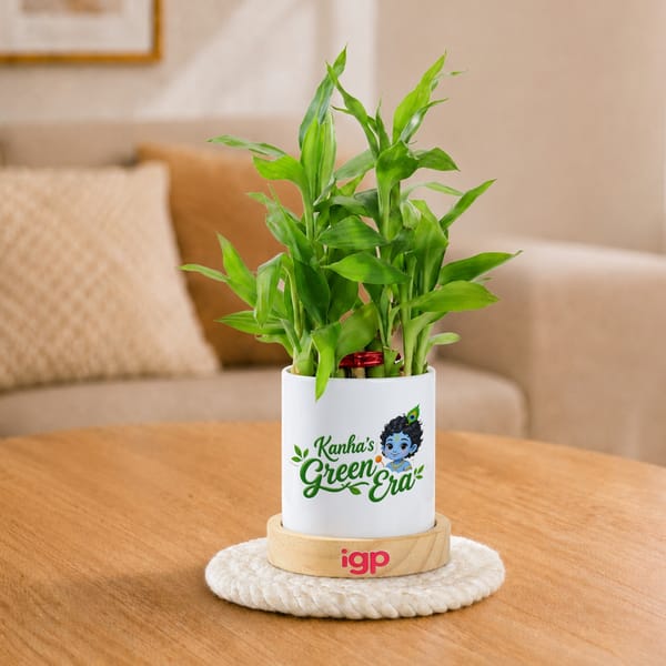 Kanha's Green Era Bamboo Plant