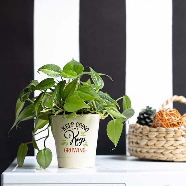 Keep Going Philodendron Brasil Plant Customized with logo