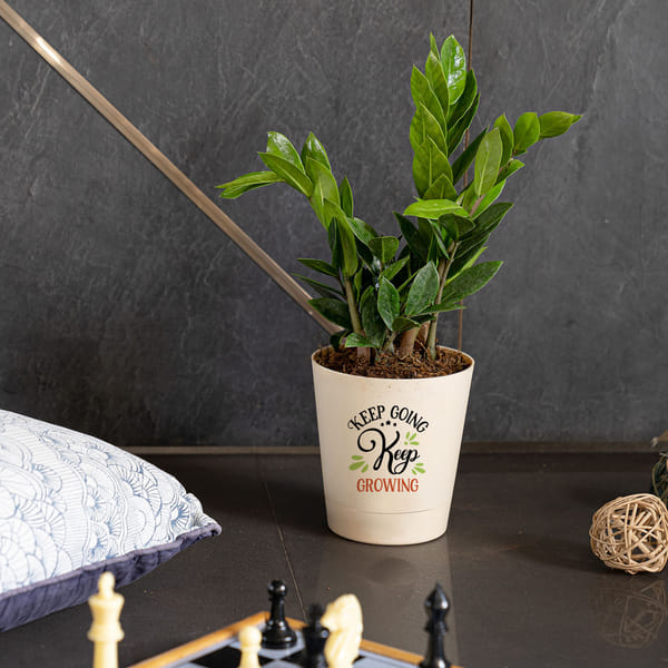 Keep Growing Medium -Zamia Zz Plant