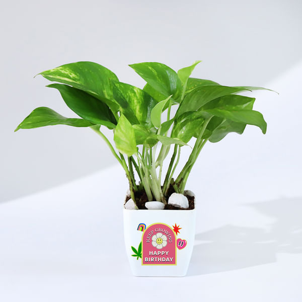 Keep Growing Money Plant