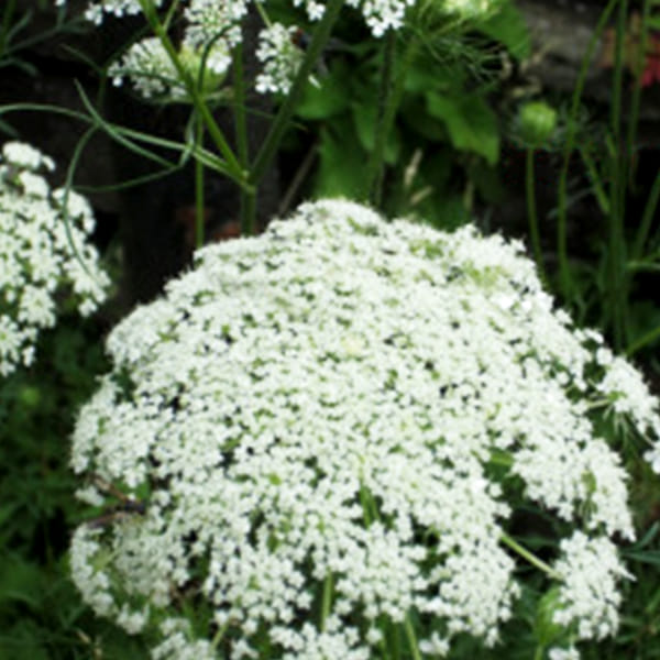 Lady Lace (Bunch of 5)