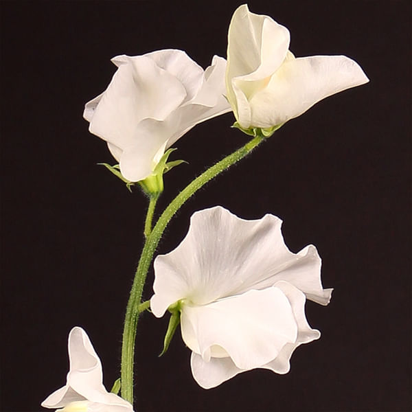 16　Sunshine leaves Buy/Send Lathyrus Winter Sunshine White (Bunch of 10) Online
