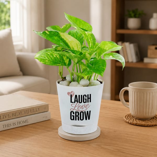 Laugh Love Grow Money Plant For Friends