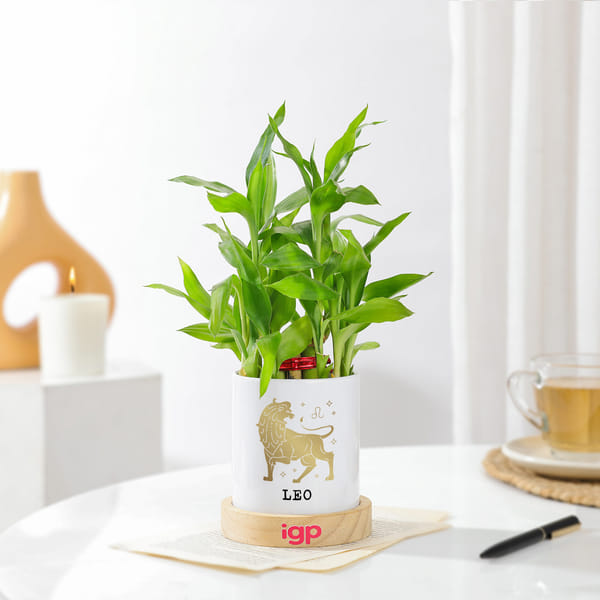 Leo Zodiac 2 Layered Bamboo Planter