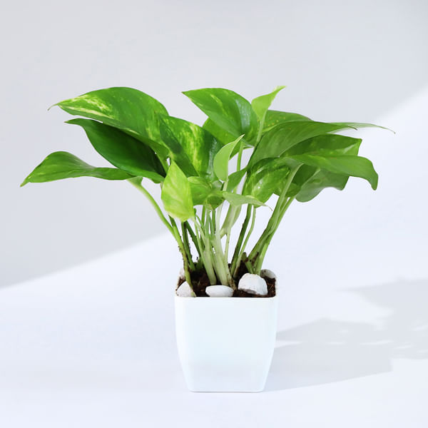 Let Love Grow Money Plant With Plastic Pot
