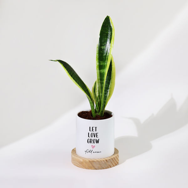 Let Love Grow - Snake Plant With Pot - Personalized