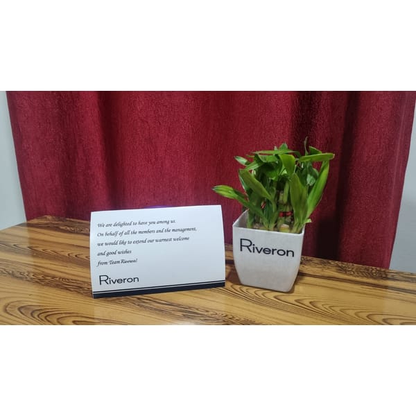 Let's Grow Together Lucky Bamboo Plant with Plastic Pot - OFFLINE