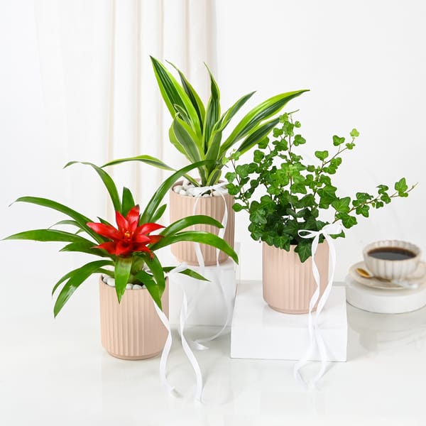 Lively Plants Trio
