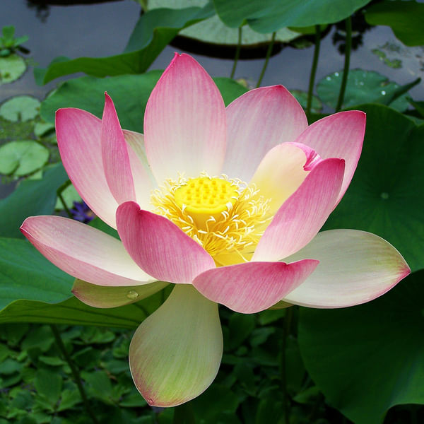 Lotus Nymphaea nelumbo (per Stem)