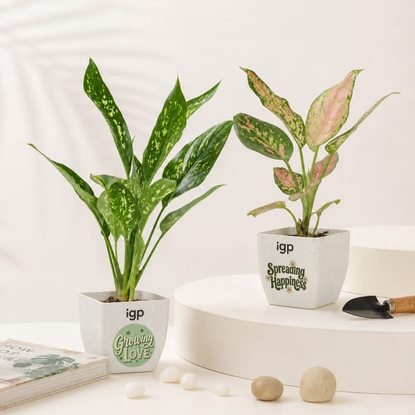 Love and Happiness Plant Combo