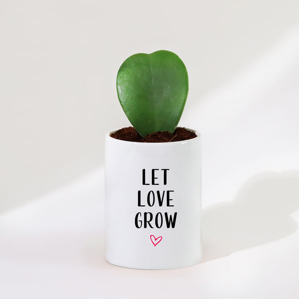 Love Blossom - Hoya Plant With Planter