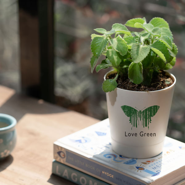 Love Green Ajwain Plant Customized with logo