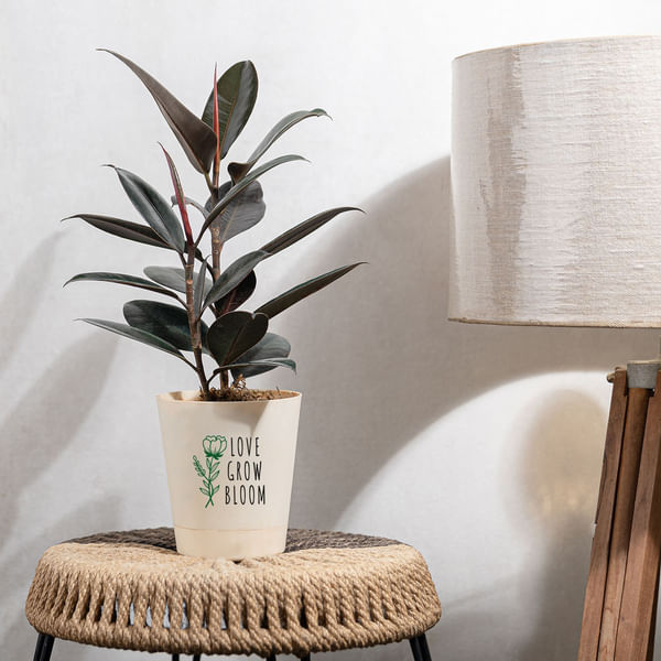 Love Grow Bloom Rubber Plant Medium