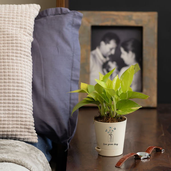 Love Grows Deep Golden Money Plant Customized with logo