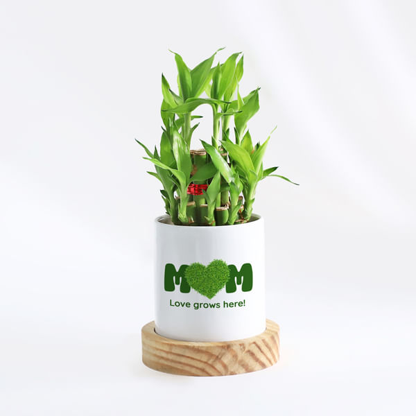 Love Grows Here Mother's Day Bamboo Plant Gift