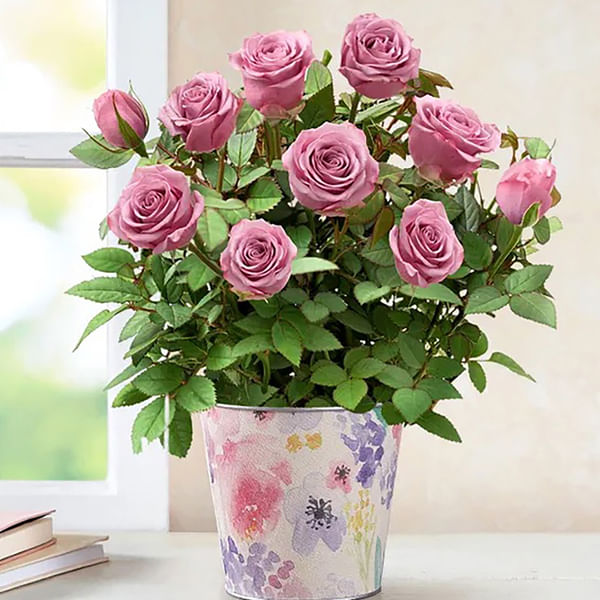 Lovely Lavender Rose