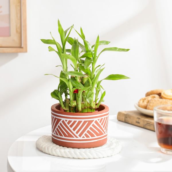Lovely Two-Layer Bamboo Plant In Terracotta Planter