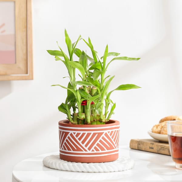 Lovely Two-Layer Bamboo Plant In Terracotta Planter