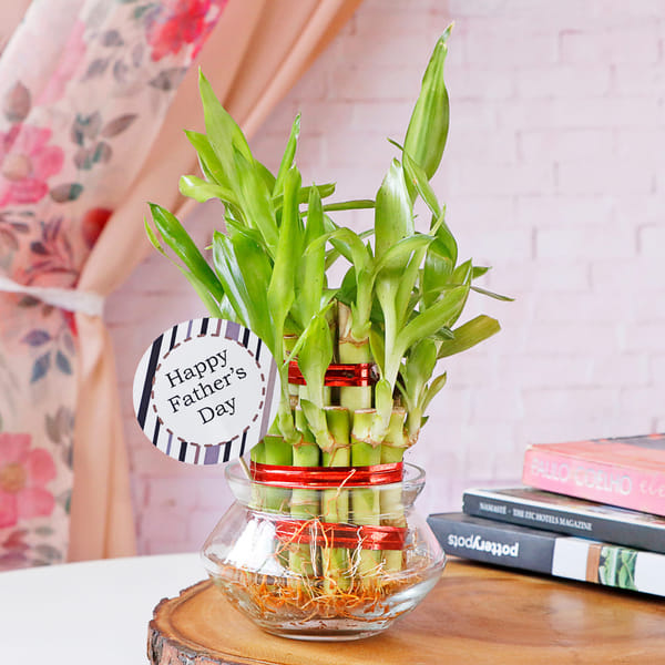 Lucky Bamboo In Mini Bowl Glass Vase for Father's Day