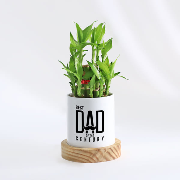 Lucky Bamboo Plant for Dad