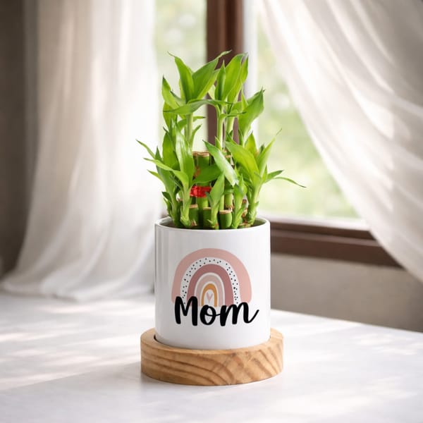 Lucky Bamboo Plant for Mom