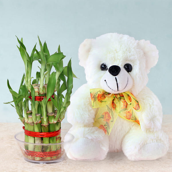 Lucky Bamboo with Teddy Bear