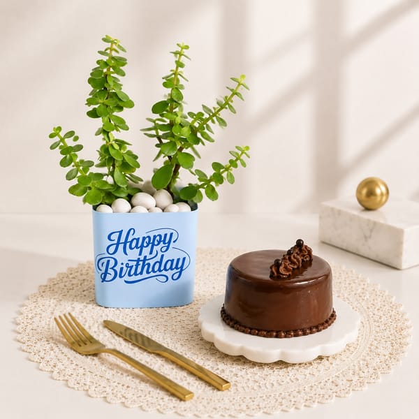 Lucky Jade Birthday Plant with Truffle Cake