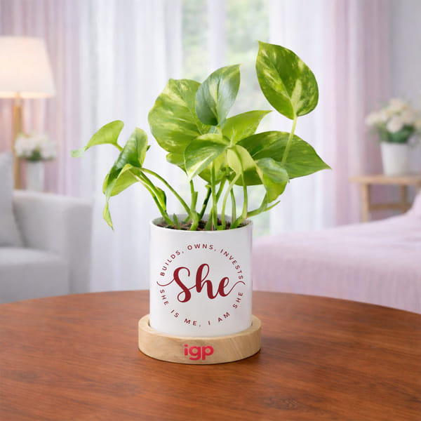 Lucky Money Plant Desk Planter