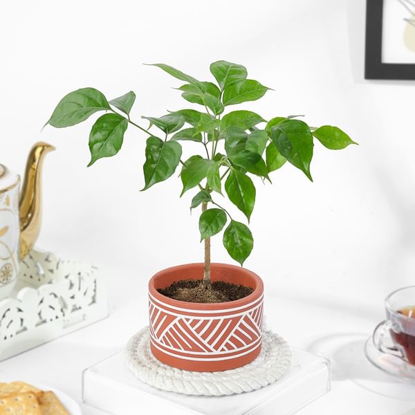 Lush Green Radermachera Plant In Dessert Line Planter