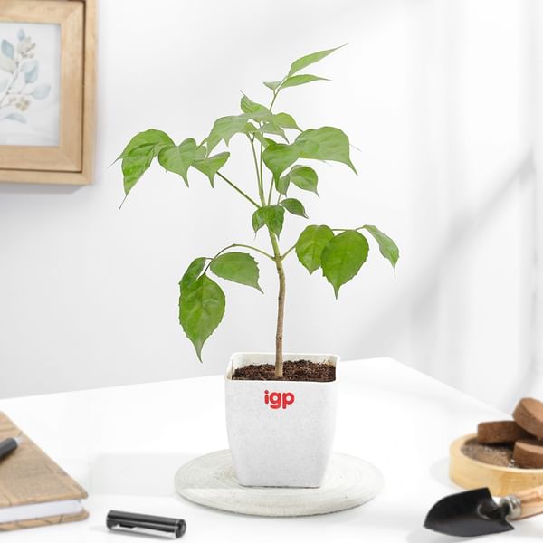 Lush Green Radermachera Plant In White Pot