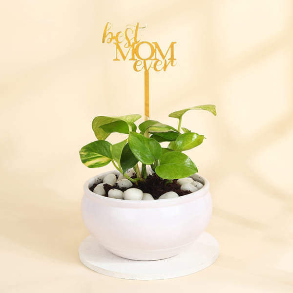 Magical Money Plant for Mom