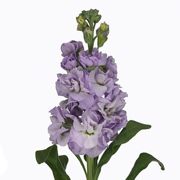 Matthiola Iron Marine (Bunch of 10)