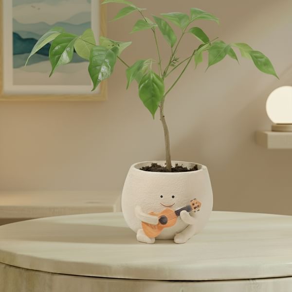 Melody Green Radermachera Plant