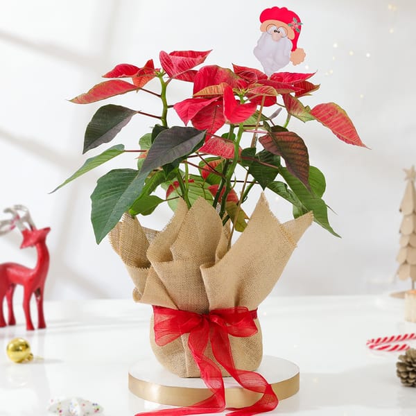 Merry & Bright Poinsettia Plant
