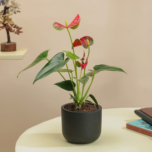Midnight Grace Anthurium Plant In Clay Pot