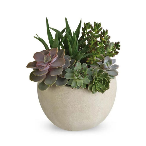 Modern Succulent Garden